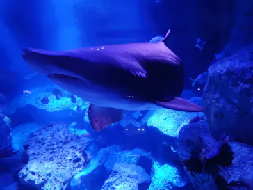 すみだ水族館に投稿された画像（2021/8/15）