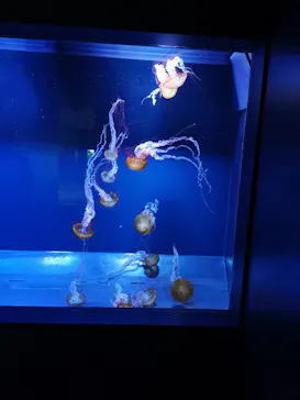 すみだ水族館に投稿された画像（2021/8/15）