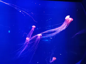 すみだ水族館に投稿された画像（2021/8/15）