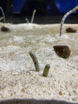 すみだ水族館に投稿された画像（2021/8/15）