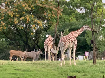 天王寺動物園に投稿された画像（2021/8/15）