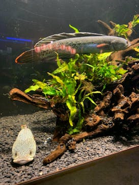 カワスイ 川崎⽔族館に投稿された画像（2021/8/15）