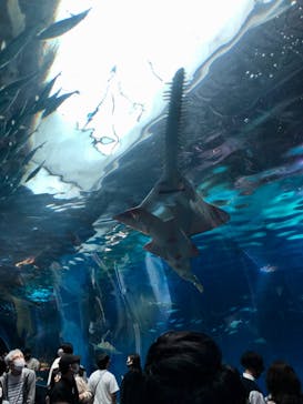 マクセル アクアパーク品川に投稿された画像（2021/8/15）