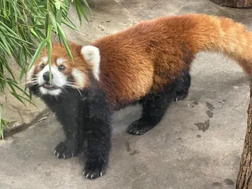 天王寺動物園に投稿された画像（2021/8/15）