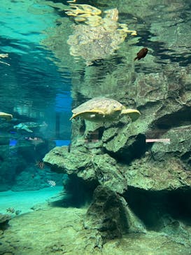 名古屋港水族館に投稿された画像（2021/8/15）