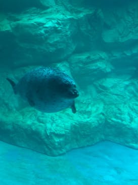 大分マリーンパレス水族館 「うみたまご」に投稿された画像（2021/8/15）