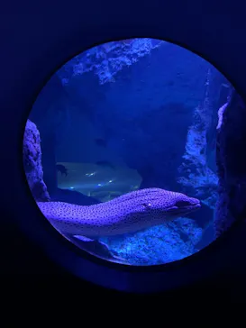すみだ水族館に投稿された画像（2021/8/15）