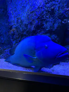 すみだ水族館に投稿された画像（2021/8/15）