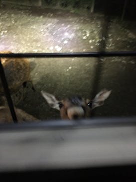 那須サファリパークに投稿された画像（2021/8/15）