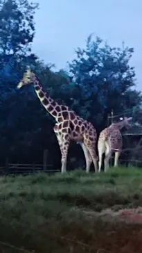 天王寺動物園に投稿された画像（2021/8/15）