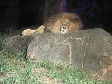 天王寺動物園に投稿された画像（2021/8/15）