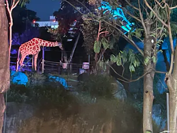 天王寺動物園に投稿された画像（2021/8/15）