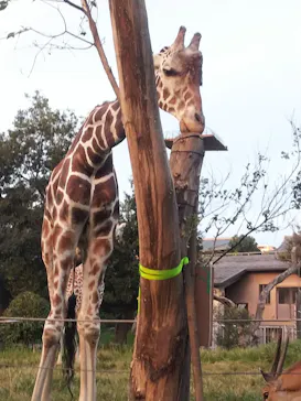 天王寺動物園に投稿された画像（2021/8/15）