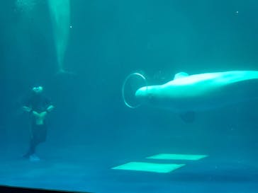 島根県立 しまね海洋館に投稿された画像（2021/8/15）