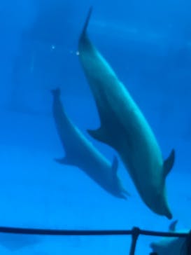 名古屋港水族館に投稿された画像（2021/8/15）