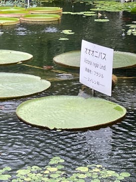 熱川バナナワニ園に投稿された画像（2021/8/15）