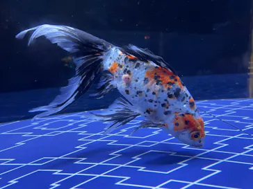 すみだ水族館に投稿された画像（2021/8/15）