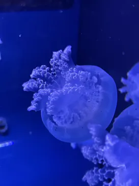 すみだ水族館に投稿された画像（2021/8/15）