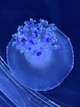すみだ水族館に投稿された画像（2021/8/15）