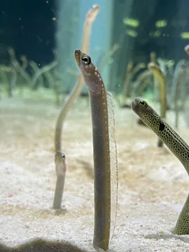 すみだ水族館に投稿された画像（2021/8/15）