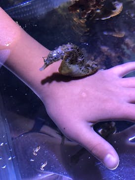 ゼロ距離水族館 伊勢シーパラダイスに投稿された画像（2021/8/15）