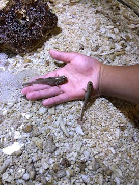 ゼロ距離水族館 伊勢シーパラダイスに投稿された画像（2021/8/15）