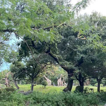天王寺動物園に投稿された画像（2021/8/16）