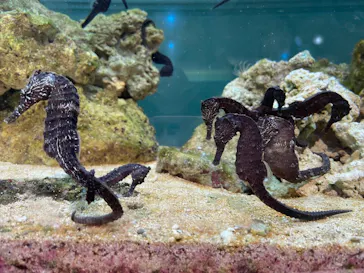 横浜・八景島シーパラダイスに投稿された画像（2021/8/16）