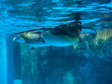 横浜・八景島シーパラダイスに投稿された画像（2021/8/16）