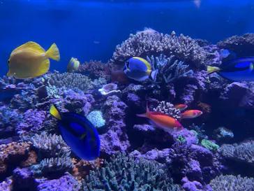 横浜・八景島シーパラダイスに投稿された画像（2021/8/16）