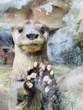 神戸どうぶつ王国に投稿された画像（2021/8/16）
