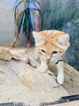 神戸どうぶつ王国に投稿された画像（2021/8/16）