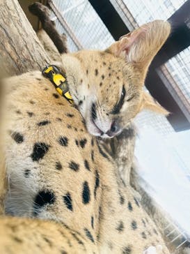 神戸どうぶつ王国に投稿された画像（2021/8/16）