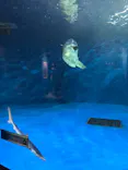 仙台うみの杜水族館に投稿された画像（2021/8/16）