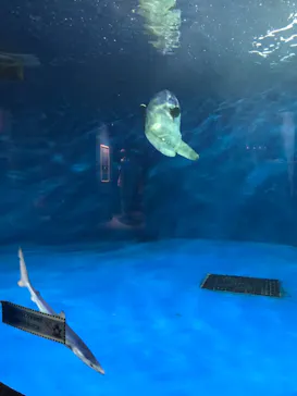仙台うみの杜水族館に投稿された画像（2021/8/16）
