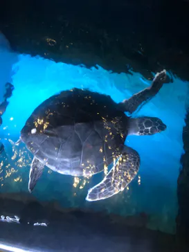 すみだ水族館に投稿された画像（2021/8/16）