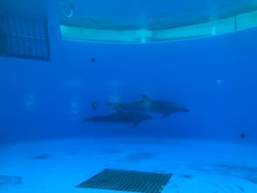 九十九島水族館海きららに投稿された画像（2021/8/16）