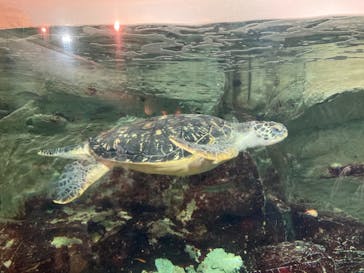 九十九島水族館海きららに投稿された画像（2021/8/16）