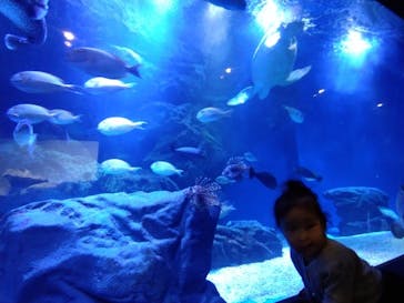 マクセル アクアパーク品川に投稿された画像（2021/8/16）