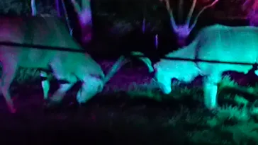 天王寺動物園に投稿された画像（2021/8/16）