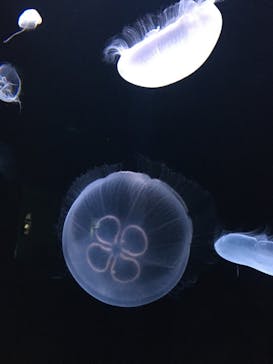 サンシャイン水族館に投稿された画像（2021/8/16）