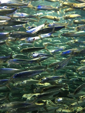 サンシャイン水族館に投稿された画像（2021/8/16）