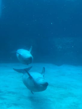 名古屋港水族館に投稿された画像（2021/8/16）