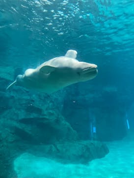 名古屋港水族館に投稿された画像（2021/8/16）