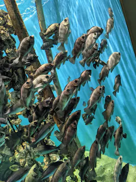 仙台うみの杜水族館に投稿された画像（2021/8/16）