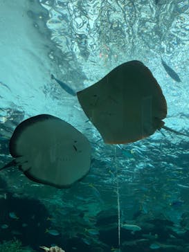 名古屋港水族館に投稿された画像（2021/8/16）