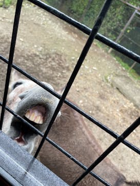 那須サファリパークに投稿された画像（2021/8/16）