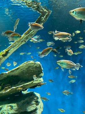 サンシャイン水族館に投稿された画像（2021/8/16）