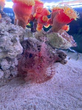 マクセル アクアパーク品川に投稿された画像（2021/8/16）