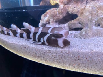 マクセル アクアパーク品川に投稿された画像（2021/8/16）